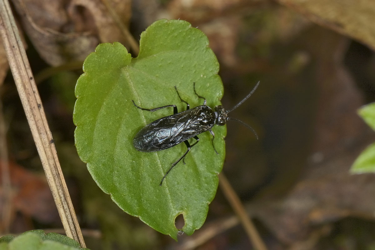 Tenthredinidae N 5: Blennocampinae